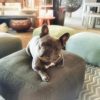 dog on footstool